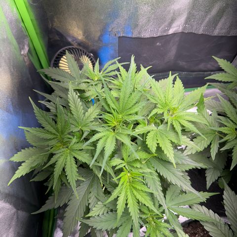 Pinapple Express growlog timeline photo