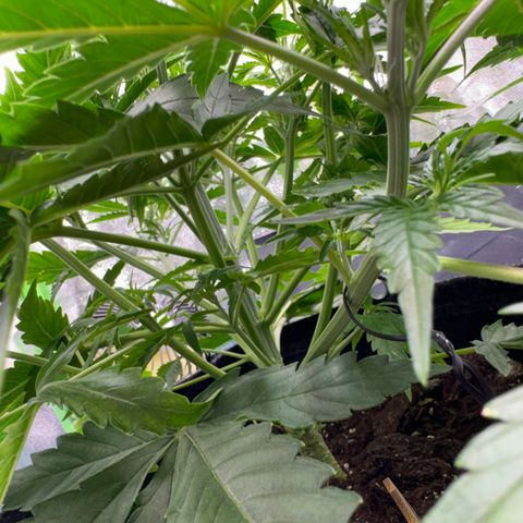 Pinapple Express growlog timeline photo