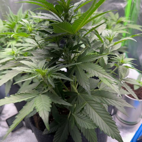 Pinapple Express growlog timeline photo