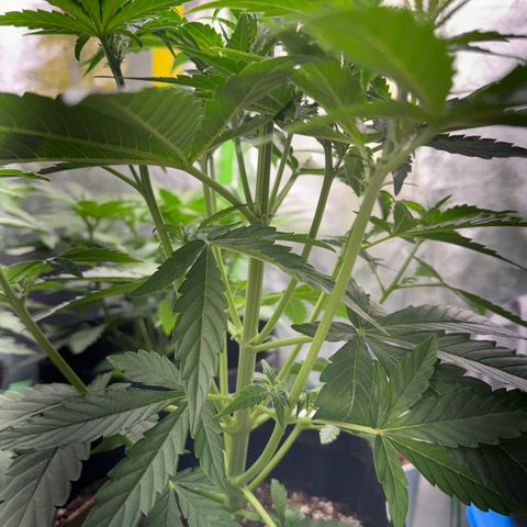 Pinapple Express growlog timeline photo