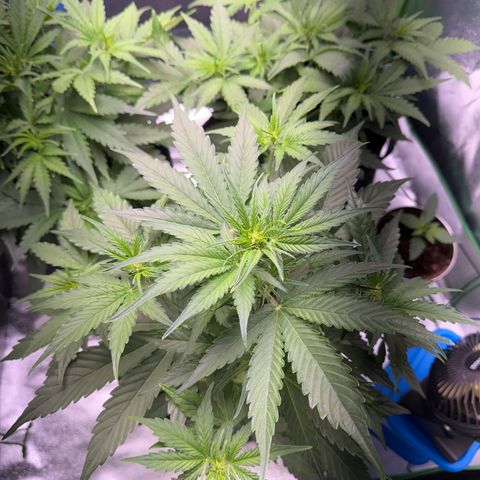 Pinapple Express growlog timeline photo