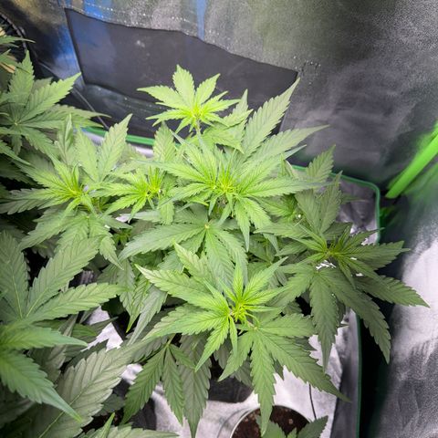 Pinapple Express growlog timeline photo