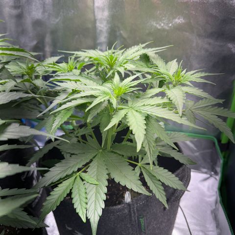 Pinapple Express growlog timeline photo