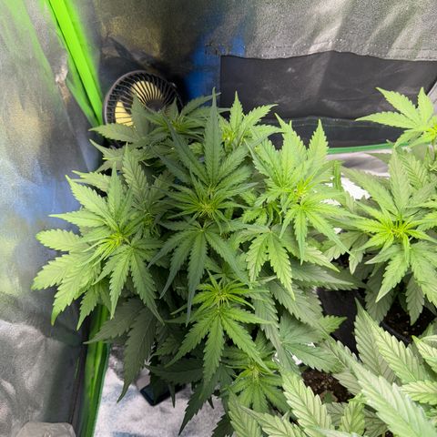 Pinapple Express growlog timeline photo