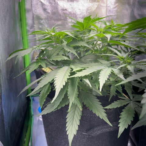 Pinapple Express growlog timeline photo