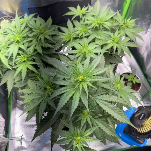 Pinapple Express growlog timeline photo