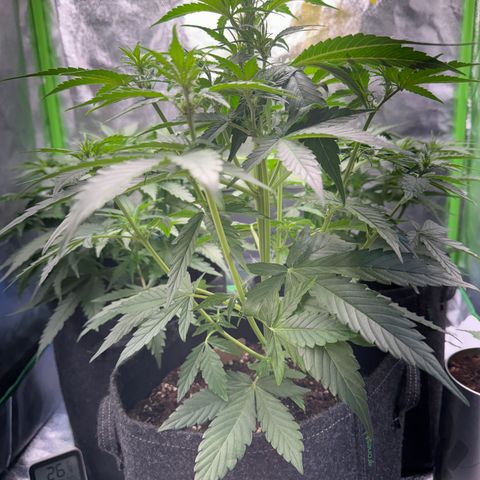 Pinapple Express growlog timeline photo