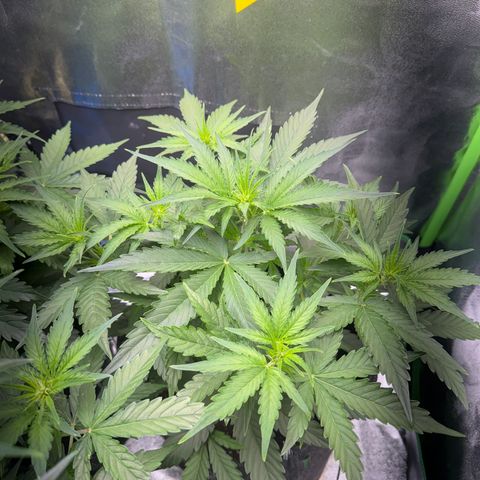 Pinapple Express growlog timeline photo