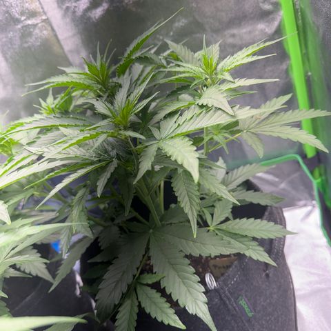 Pinapple Express growlog timeline photo