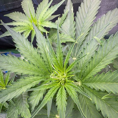 Pinapple Express growlog timeline photo