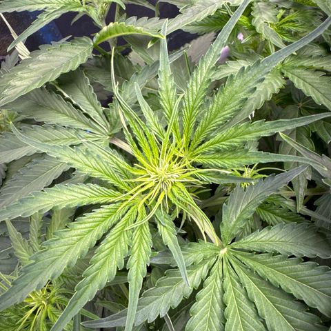 Pinapple Express growlog timeline photo