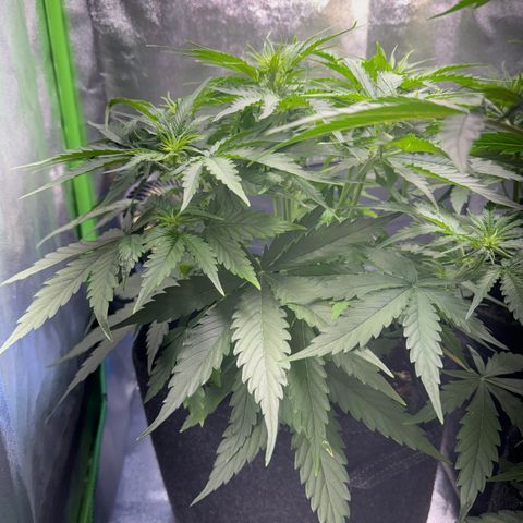 Pinapple Express growlog timeline photo