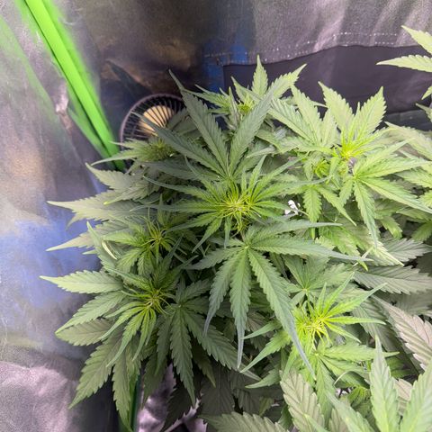 Pinapple Express growlog timeline photo
