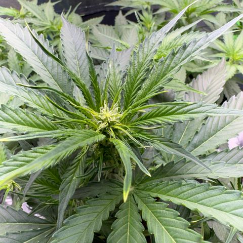 Pinapple Express growlog timeline photo