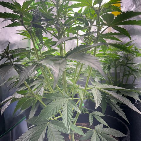 Pinapple Express growlog timeline photo