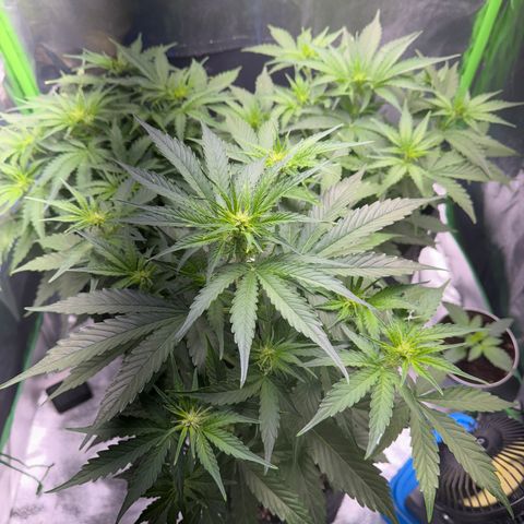 Pinapple Express growlog timeline photo