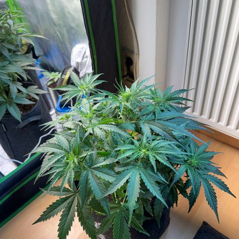 Pinapple Express growlog timeline photo