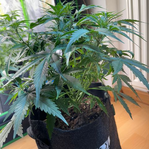 Pinapple Express growlog timeline photo