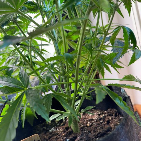 Pinapple Express growlog timeline photo