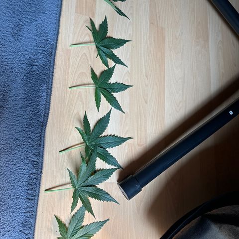 Pinapple Express growlog timeline photo