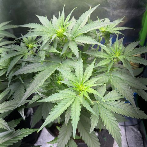 Pinapple Express growlog timeline photo