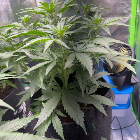 Pinapple Express growlog timeline photo