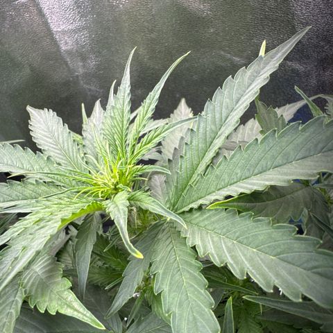Pinapple Express growlog timeline photo