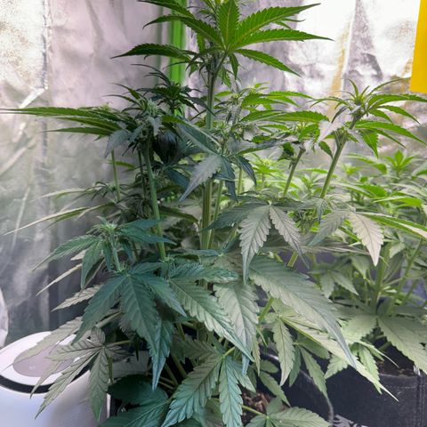 Pinapple Express growlog timeline photo