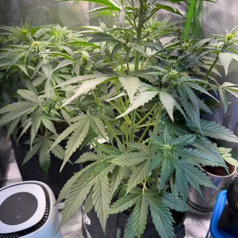 Pinapple Express growlog timeline photo