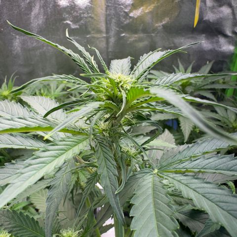 Pinapple Express growlog timeline photo