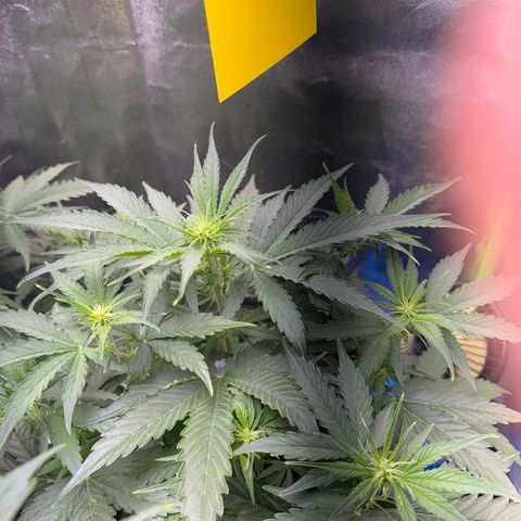 Pinapple Express growlog timeline photo