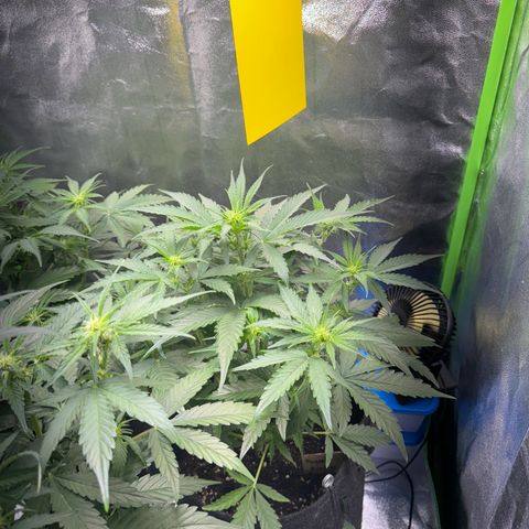 Pinapple Express growlog timeline photo