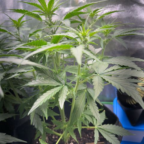 Pinapple Express growlog timeline photo