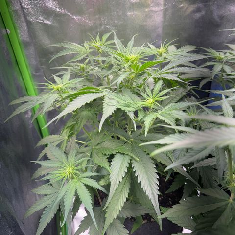 Pinapple Express growlog timeline photo