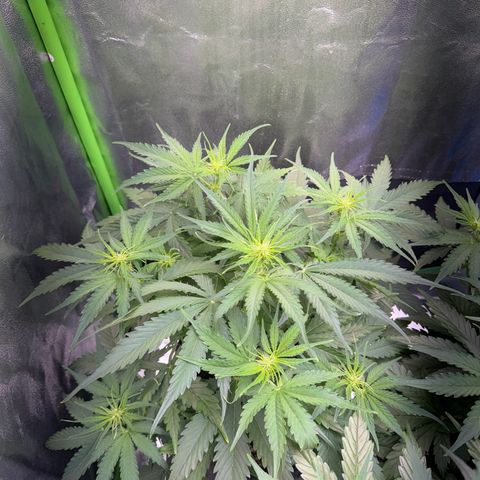 Pinapple Express growlog timeline photo