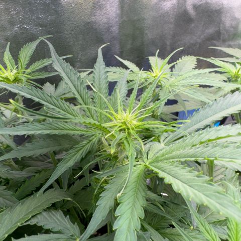 Pinapple Express growlog timeline photo