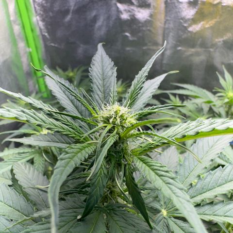 Pinapple Express growlog timeline photo