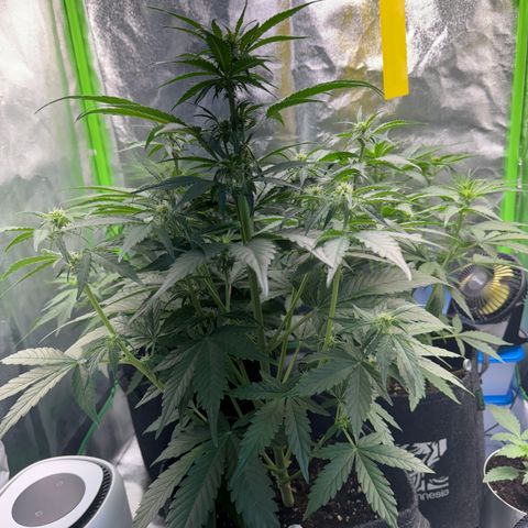 Pinapple Express growlog timeline photo