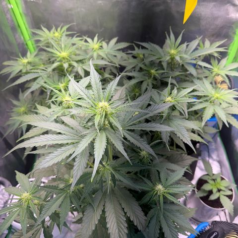 Pinapple Express growlog timeline photo