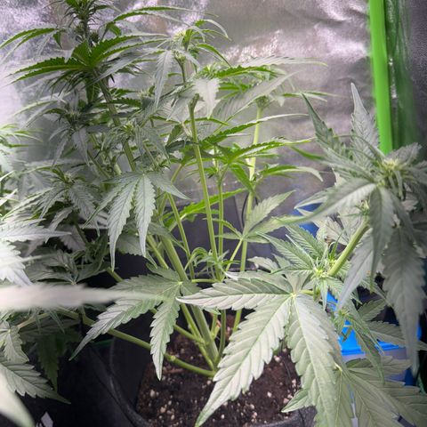 Pinapple Express growlog timeline photo