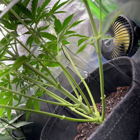 Pinapple Express growlog timeline photo
