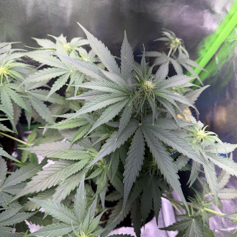Pinapple Express growlog timeline photo