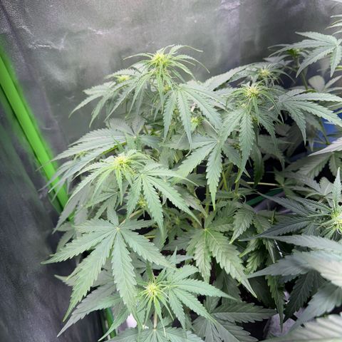 Pinapple Express growlog timeline photo