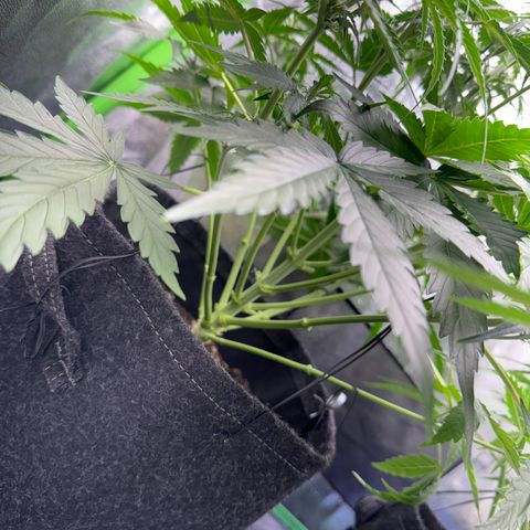 Pinapple Express growlog timeline photo