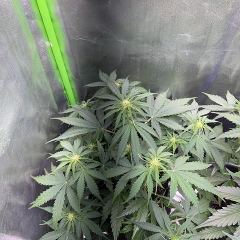 Pinapple Express growlog timeline photo