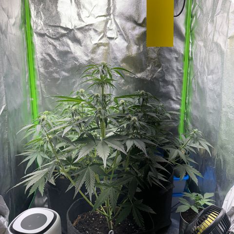 Pinapple Express growlog timeline photo