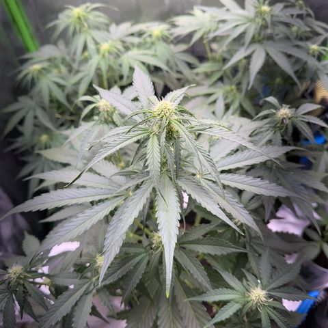 Pinapple Express growlog timeline photo