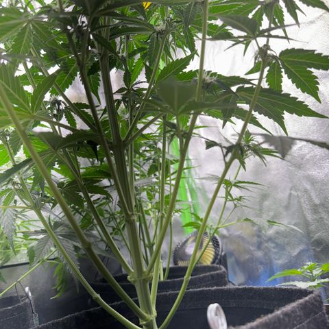 Pinapple Express growlog timeline photo