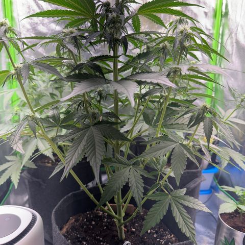 Pinapple Express growlog timeline photo