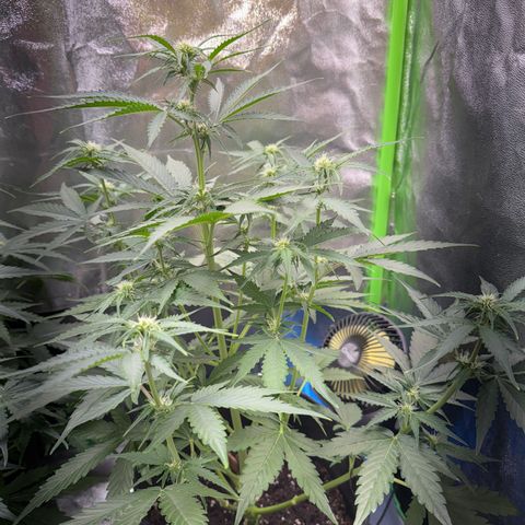 Pinapple Express growlog timeline photo